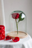 Glass cover with wooden beech stand W-315D2 H:21cm D:15cm