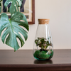 Terrarium glass W-772A side hole+cork H:22cm D:12cm