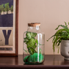 Glass jar vase W-395K1 + bark cork H:27cm D:14,5cm