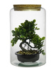 Glass jar vase W-605 +korek H:20cm D:19cm 