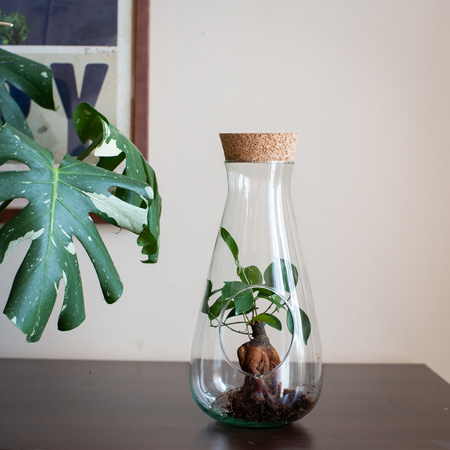 Terrarium glass W-772 side hole+cork H:29cm D:14cm