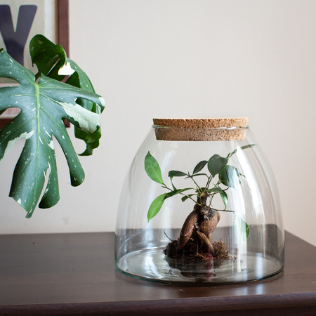 Glass vase W-440C+cork H:22,5cm D:25cm