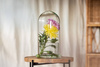 Glass dome  W-315D4 + W-308H H:32cm D:17,8cm