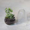 Glass terrarium egg W-542A+W-542 side hole H:25,5cm D:12,8cm SALE